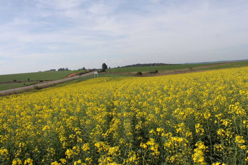 Abertura Nacional da Safra de Canola tem programação transferida para o Centro de Eventos da UPF
