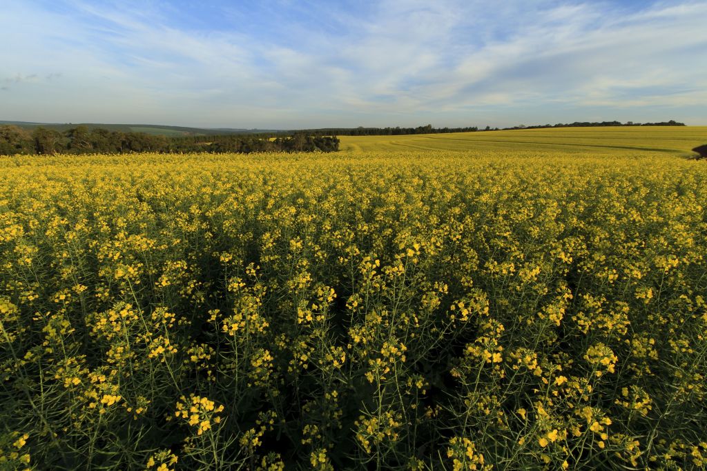 Curso capacita agricultores para a produção de Canola