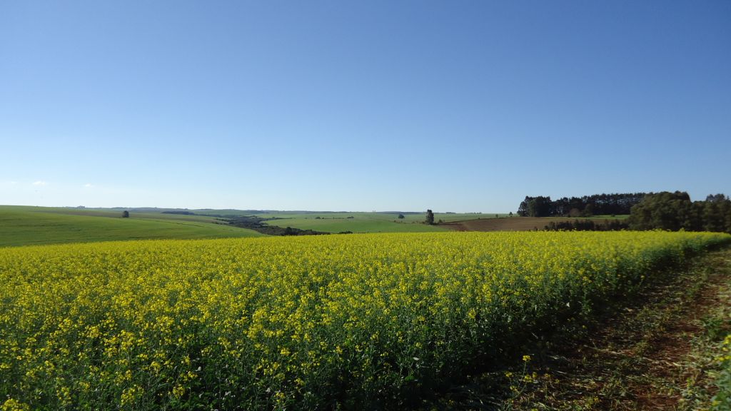 Abertura Nacional da Safra de Canola acontecerá em Passo Fundo