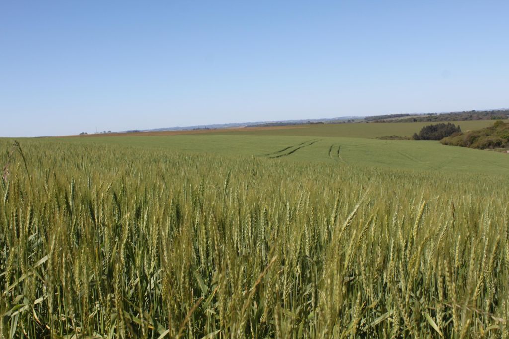 BSBIOS realiza tarde de campo sobre trigo
