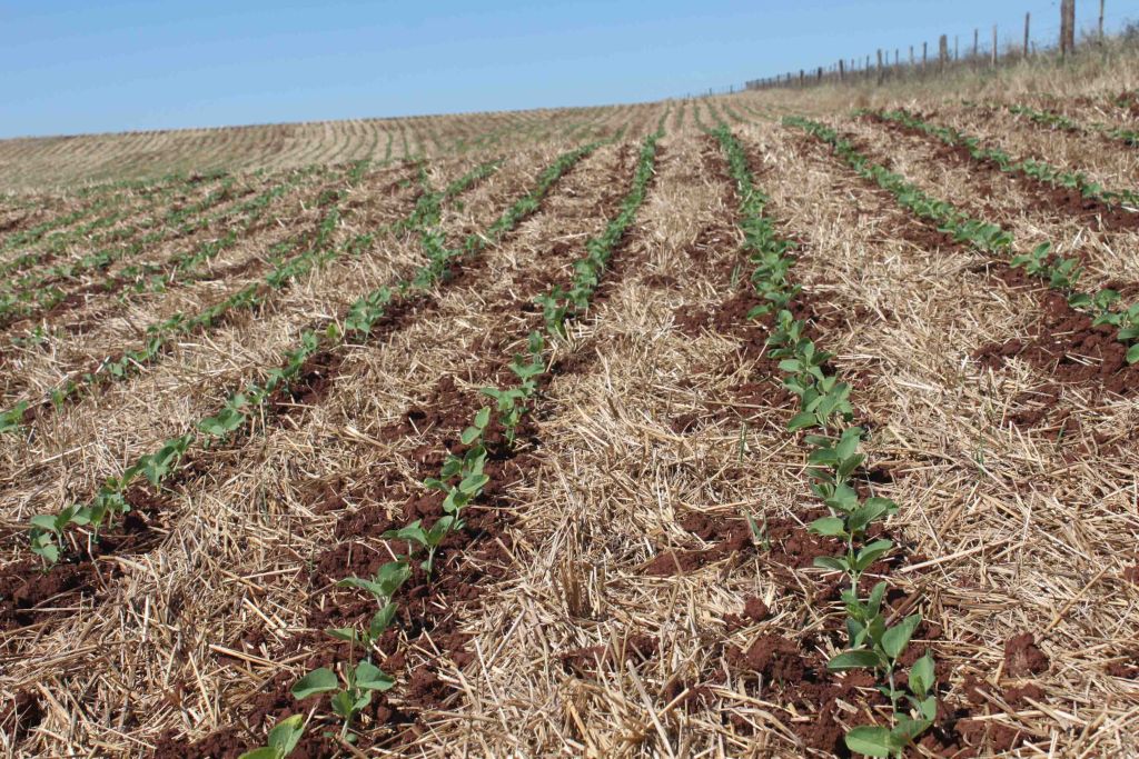 El Niño: Excesso de chuva exige cuidados especiais com a cultura da soja