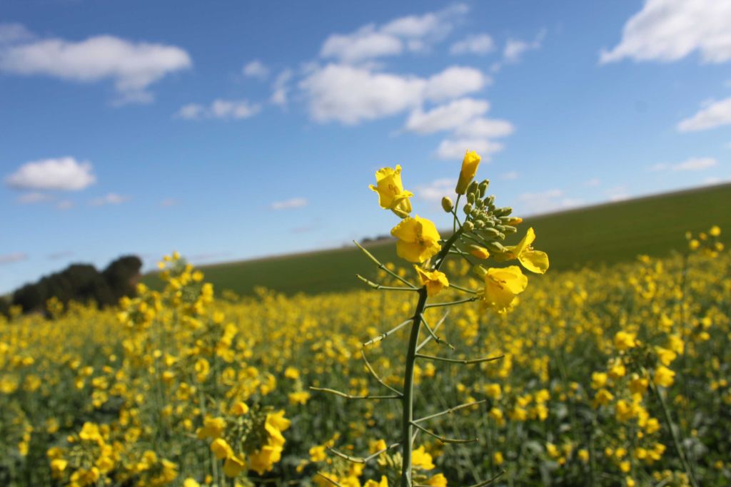 Agricultores ampliam área destina ao plantio de canola no RS