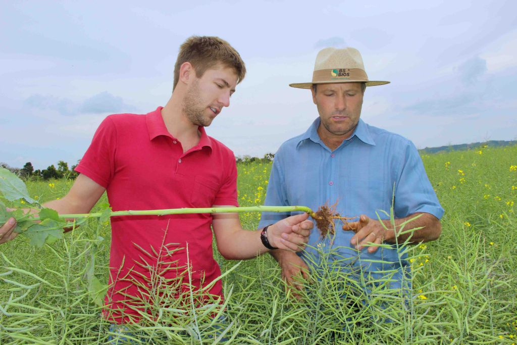 Colheita da Canola deve iniciar nos próximos dias