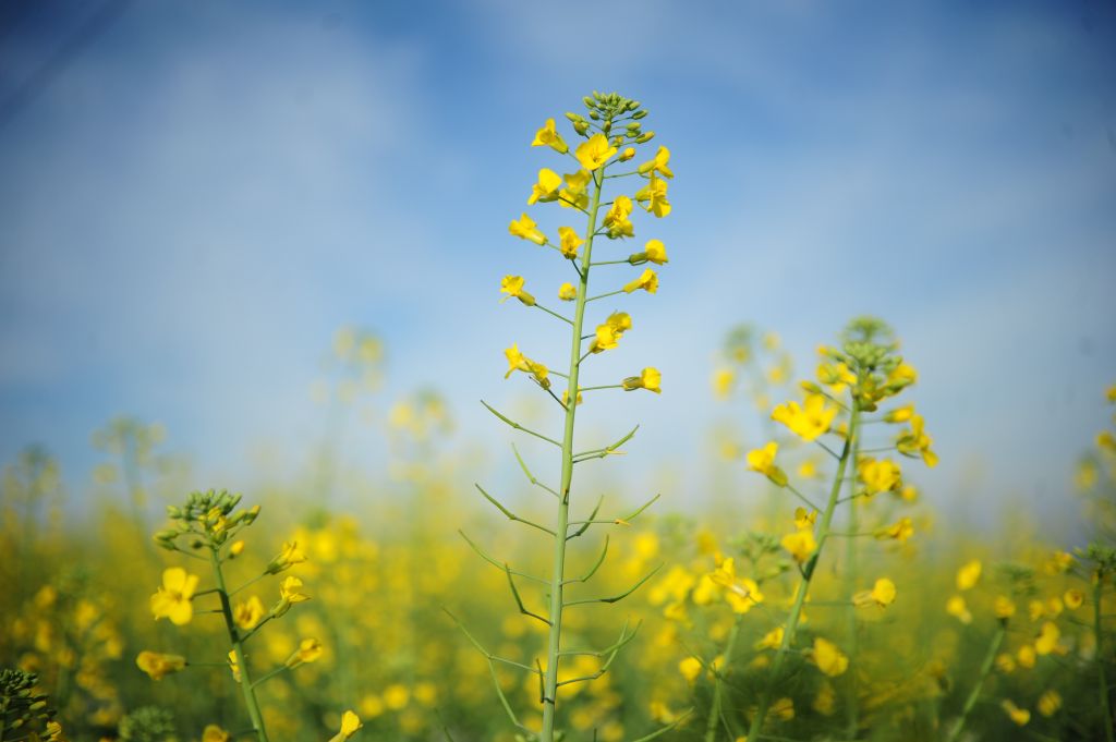 canola5