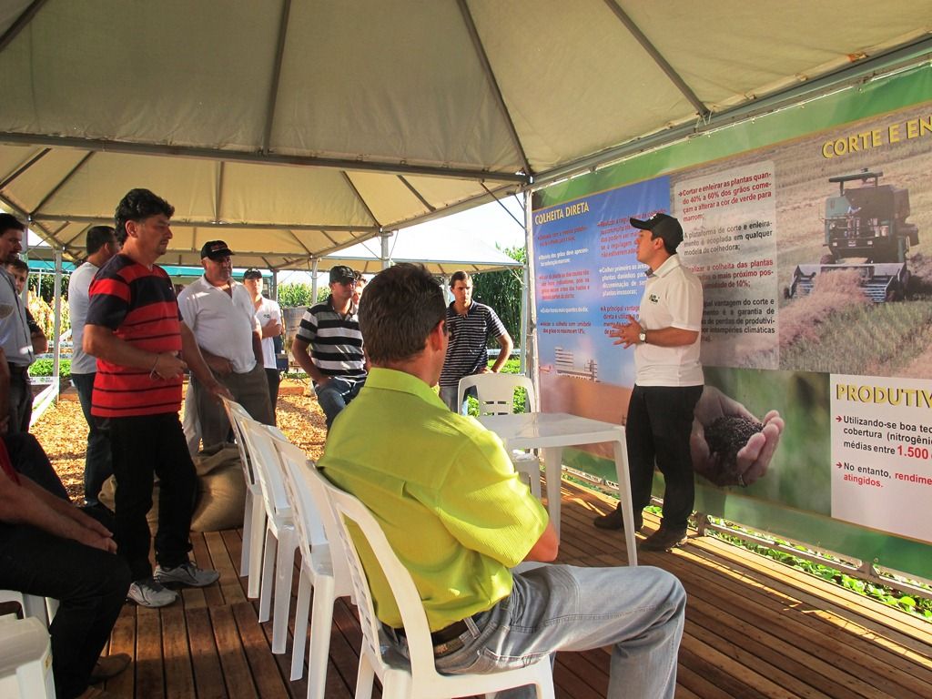 Canola é opção rentável de inverno para produtor