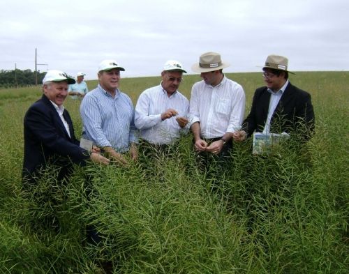 Canola crop is opened in the region