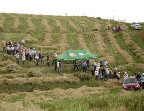 Produtores participam de dia de campo sobre canola em Estação