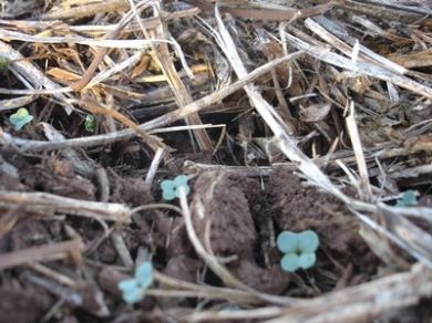 Produtores realizam plantio da cultura da canola