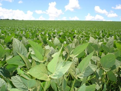 Positive expectation for soybean producers: crop has developed well in the region