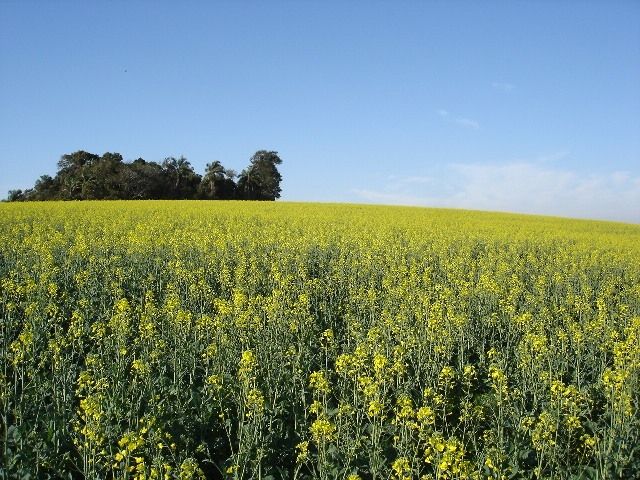 Wheat, Canola and Barley at issue