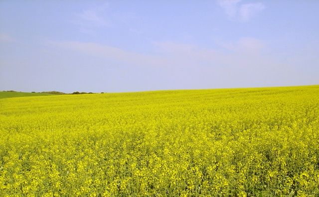 Canola consolida-se na região