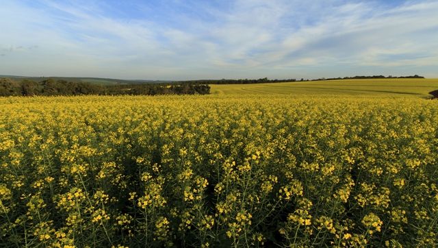 Focus on Canola crop