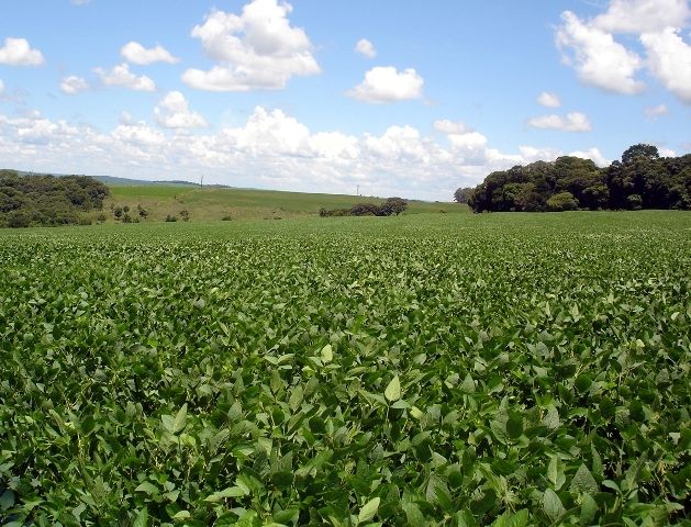 Seminar of Summer Crops is approaching