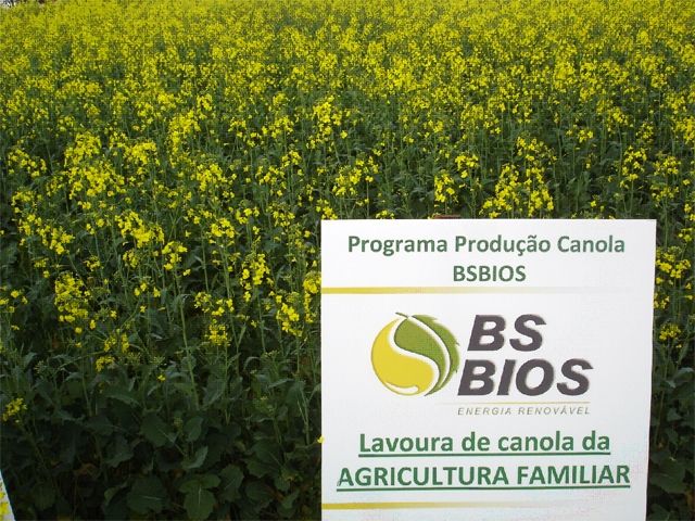 Canola Crop in Family Agriculture