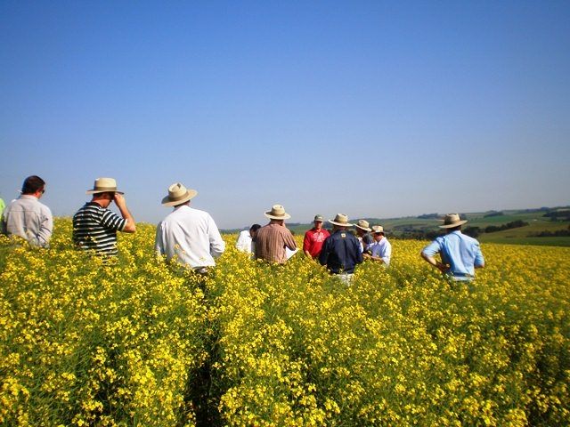 Visita técnica as lavouras de Canola