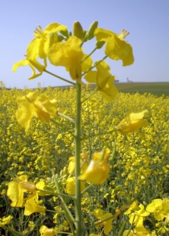 Abertura Nacional da Safra da Canola se aproxima