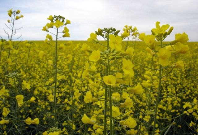 National Canola Crop Opening is next Tuesday
