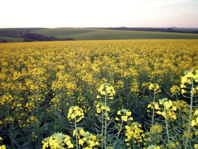 Abertura Nacional da Safra de Canola é transferida