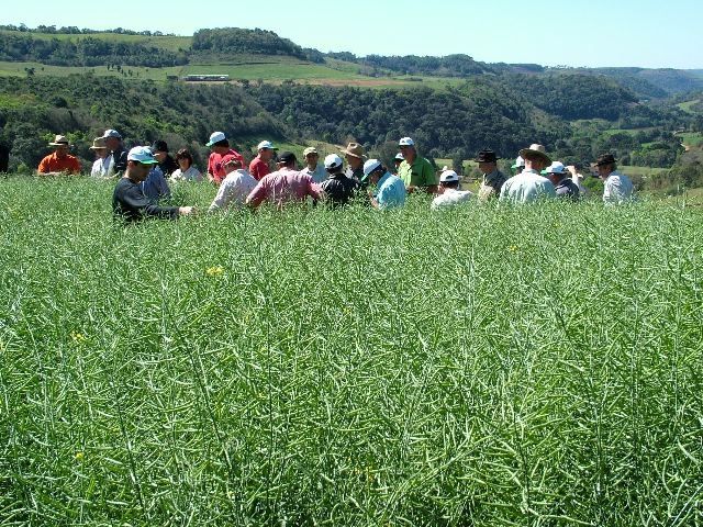 National Opening of Canola Crop happens on Monday
