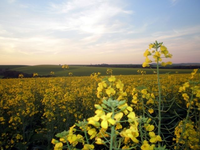 Diversification of crops