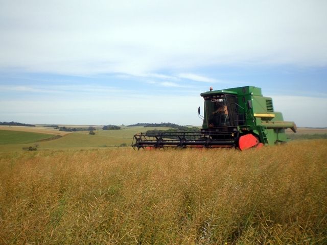 Canola Harvest is presenting good yield
