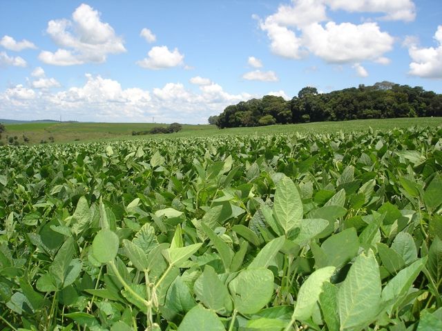  Increase of the demand for biodiesel makes soybean of RS to remain in the State 