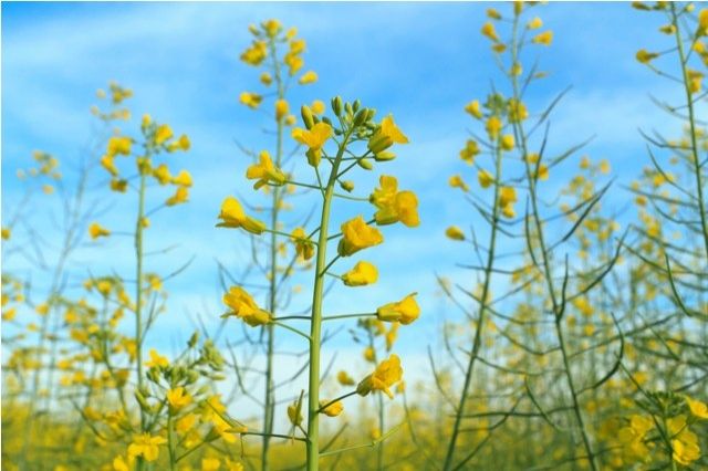 Canola on the agenda: Course will train producers to the production of the vegetable oil
