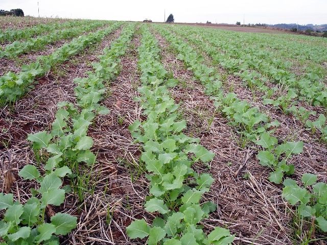 Canola: areas begin to be sown in the region