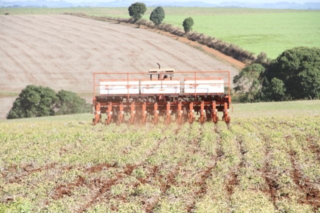 Plantio de Canola alcança 70% na região