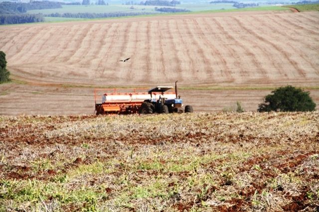 Canola ganha espaço entre as culturas de inverno do RS