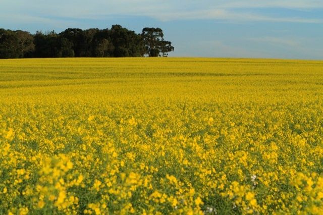 Grain production reaches 161 million tons