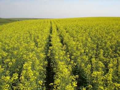 Departamento de fomento da BSBIOS realiza vistorias em lavouras de canola