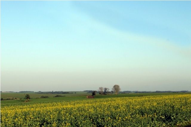 The date of the Opening of Canola Crop 2011 is already defined