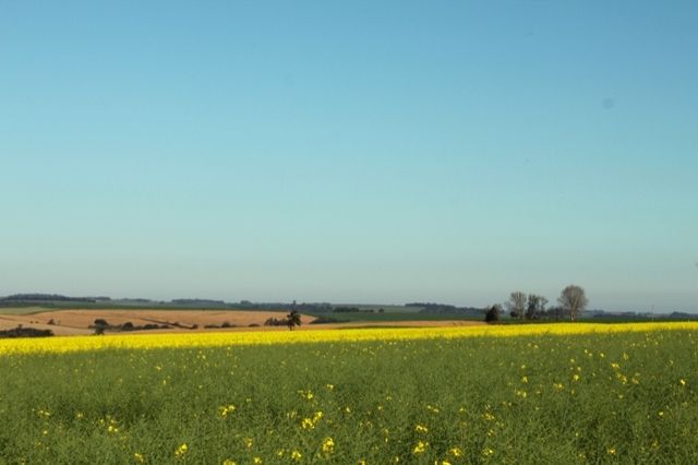 Abertura da Safra de Canola foi transferida para outubro