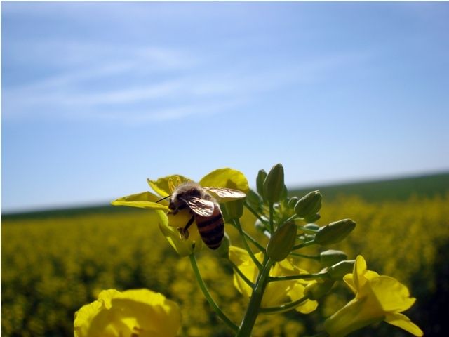 Estudo mostra como aumentar a produtividade da canola