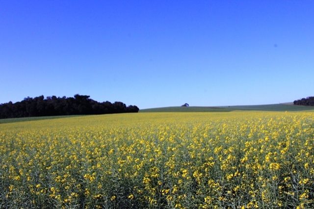 Course enables producers on Canola this Thursday