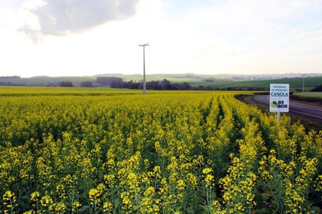 National Opening of Canola Crop has been scheduled already