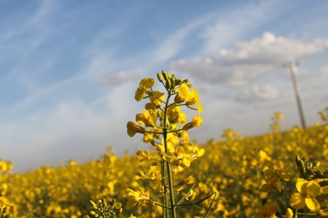Opening of Canola harvest happens tomorrow