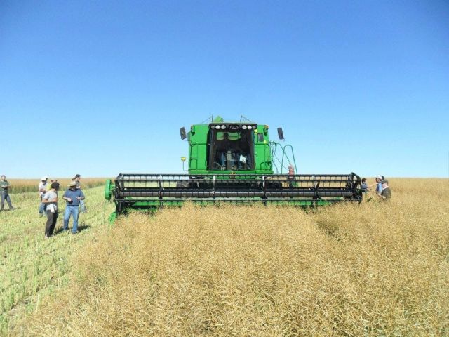 Produtores participam de dia de campo sobre a colheita da canola