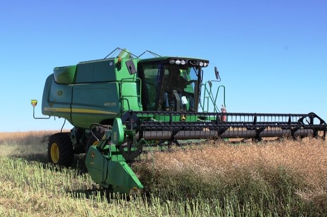 Canola: a salvação da lavoura de inverno