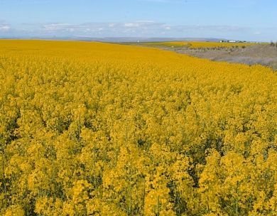 Encontro lança zoneamento agrícola de canola