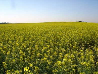 Canola como alternativa para cultivos de inverno