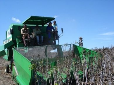 BSBIOS iniciou a colheita da manona