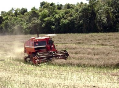 Canola: Produtores colhem resultados positivos 