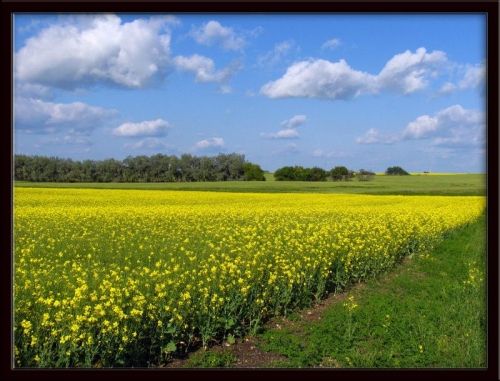 BSBIOS supports Seminar on implantation of Winter Crops