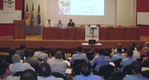 Perspectivas apontam para aumento da área da canola 