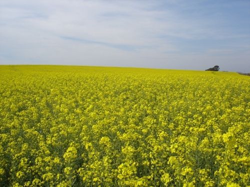 Canola crop increases in the region