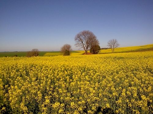 Cultura da canola ganha espaço e destaque na região